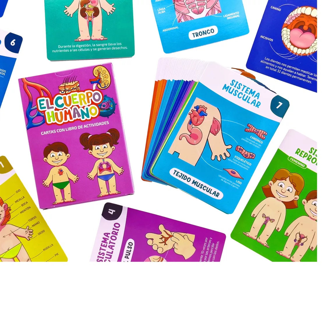 El cuerpo humano. Juego de cartas El cuerpo humano. Juego de cartas